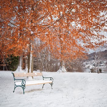 Brown Tree With Snow