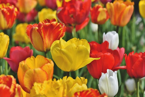 Close-Up Photo of Tulip Flowers in Bloom