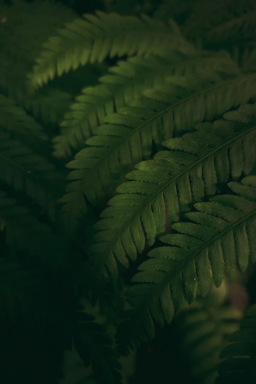 Free Detailed close-up of vibrant green fern leaves with natural lighting, emphasizing texture. Stock Photo