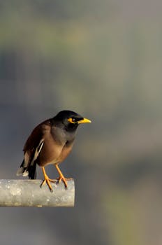 Close-up of a Common Myna bird perched on a metal rod with a blurred natural background.