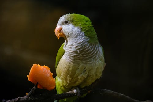 Close-Up Shot of a Green Parrot Eating Carrot