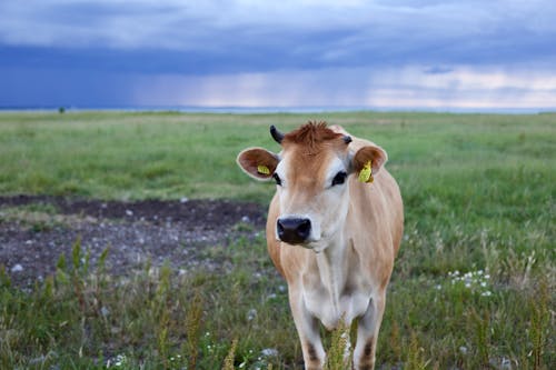 Free Selective Focus of Cow Photo Stock Photo
