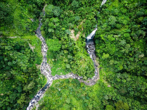 Foto profissional grátis de aerofotografia, árvores, floresta