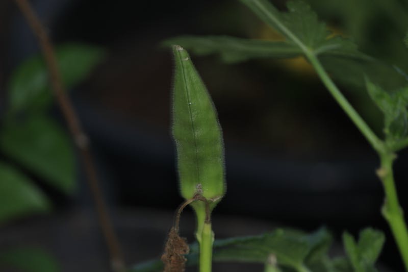 Biologist documenting alpine flora