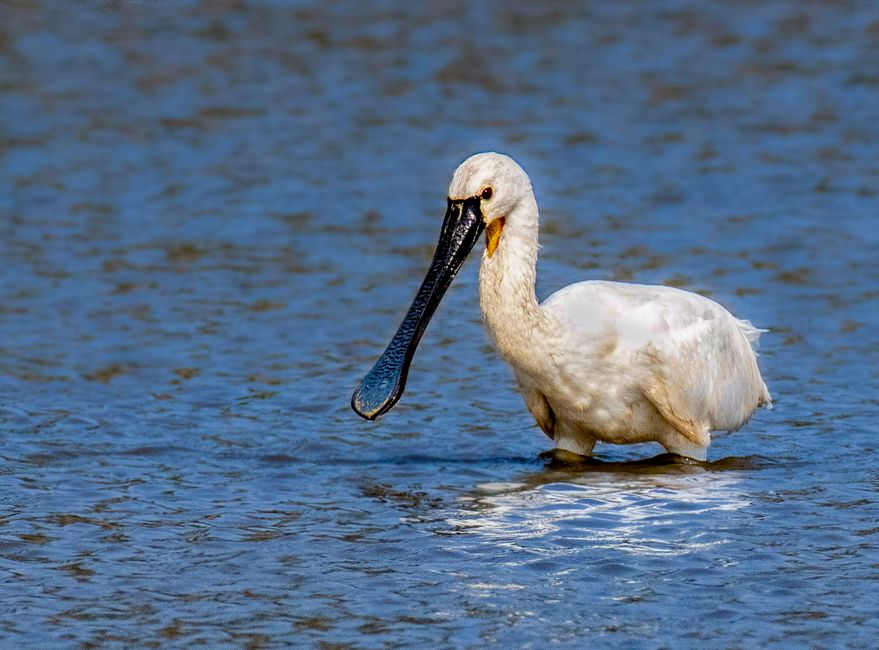 A majestic spoonbill wading through calm water on a clear day, showcasing its distinctive beak.