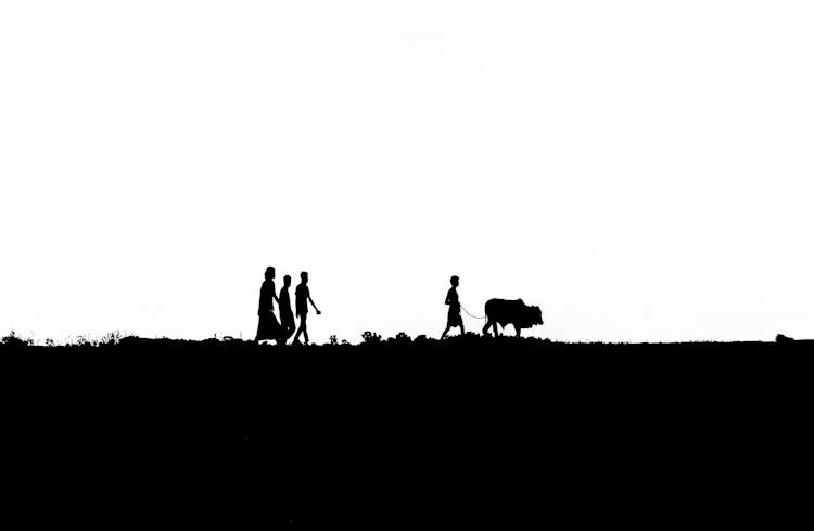 Silhouette Of Family Walking With Cattle