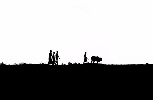 Free Silhouette of individuals walking with cattle in Gazipur District, Bangladesh. Stock Photo