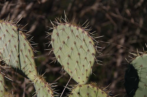 Close-Up Photo of a Spiny Cactus Plant