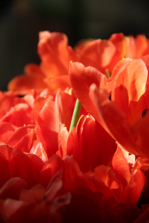 Bunch of red blooming tulips with delicate petals in rays of sun in room
