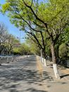 Concrete Road Beside Sequence of Trees