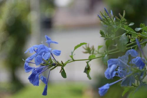 Free stock photo of beautiful flower, beautiful nature Stock Photo