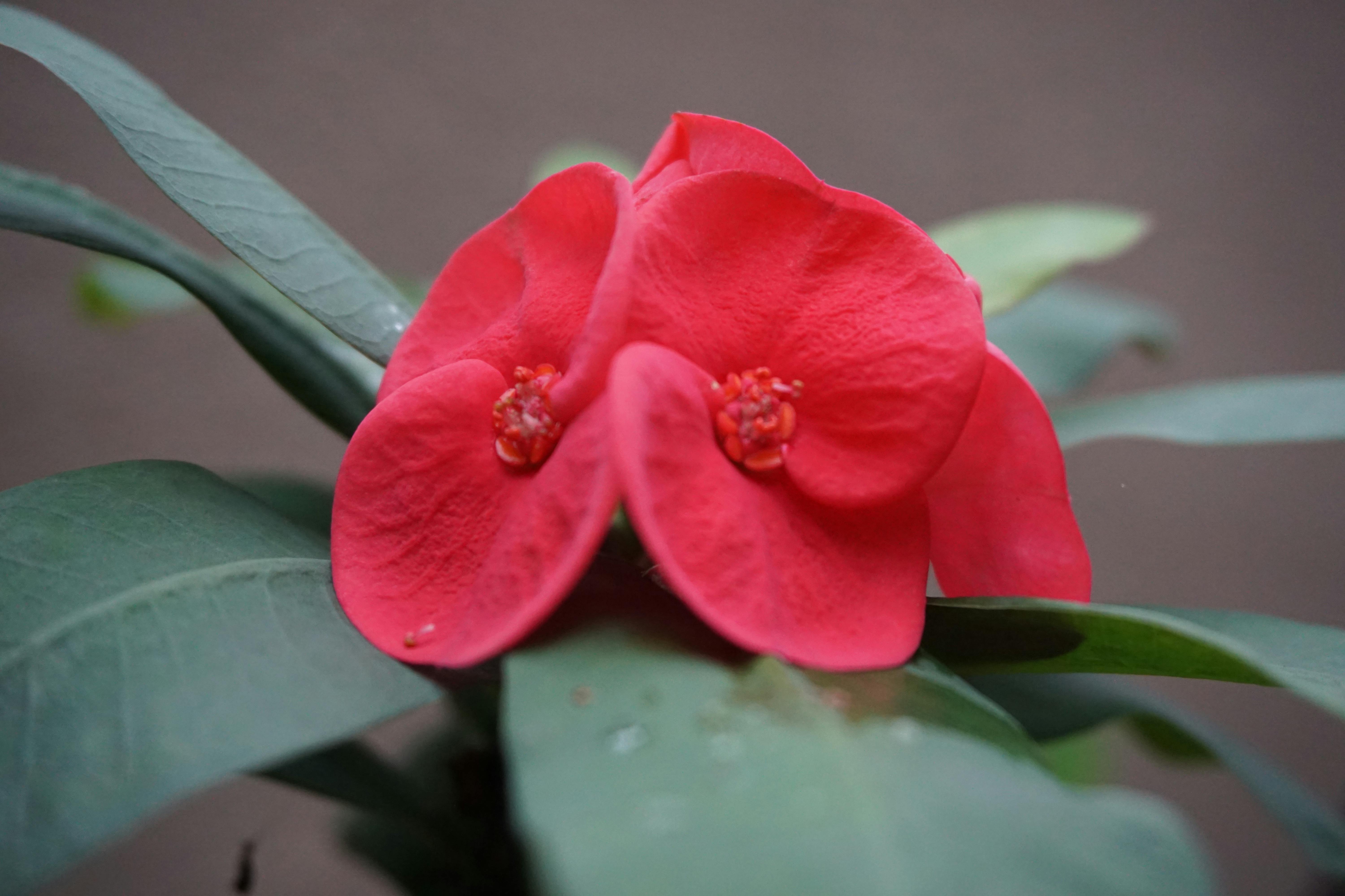 Free stock photo of petals, red, red flower