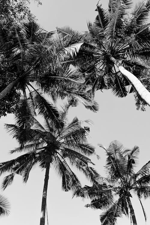 Free Coconut Trees on Low Angel Shot Stock Photo