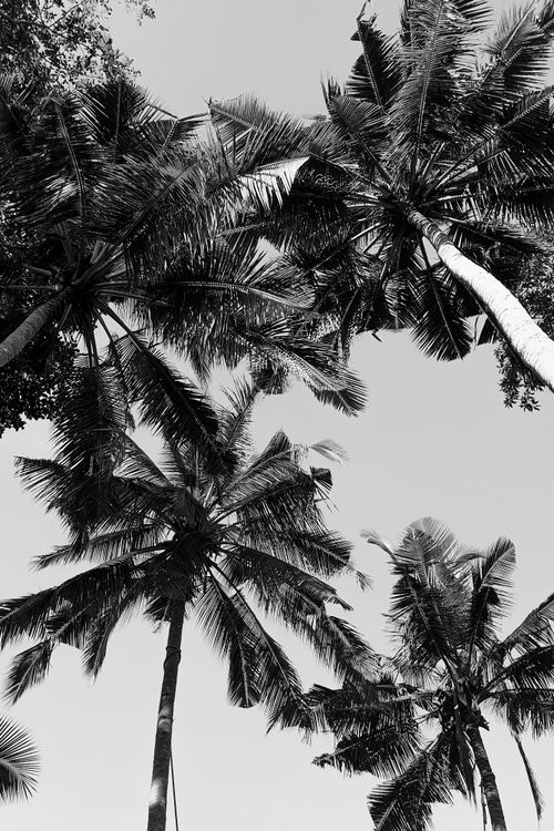 Free Grayscale shot of towering coconut palm trees against a clear tropical sky. Stock Photo