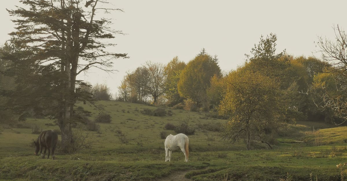 What does homozygous mean in horses