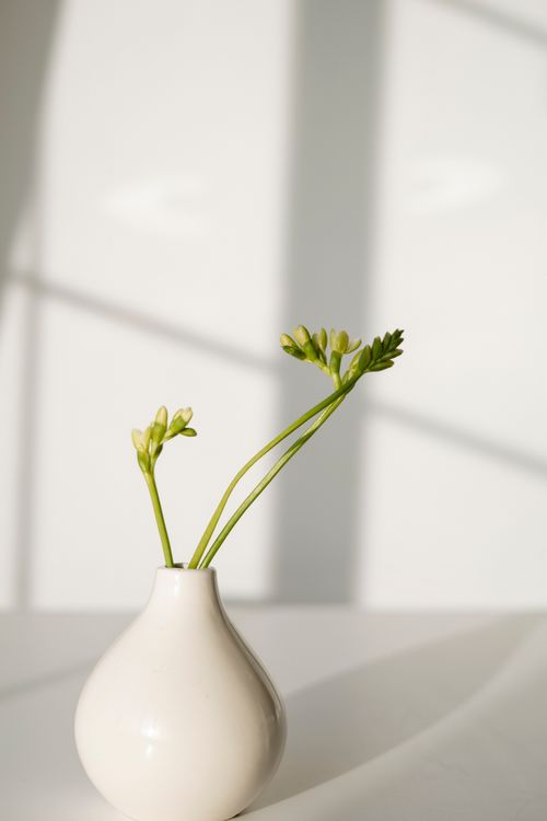 Free A minimalist white ceramic vase holds green stems against a soft background. Stock Photo
