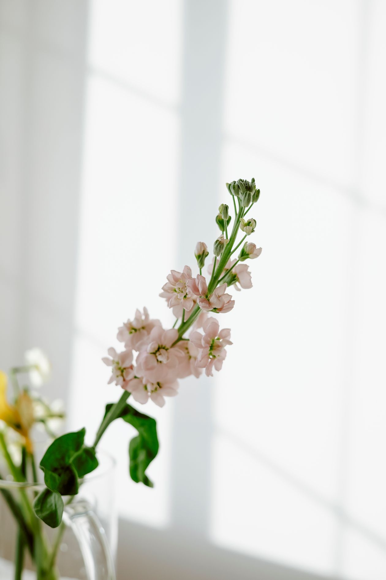 Pink flowers in a glass vase in soft sunlight.