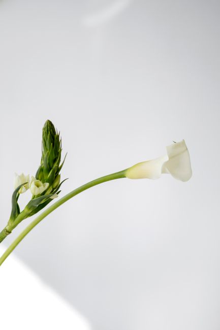 Elegant white flower with subtle curves on a minimalist backdrop, showcasing natural beauty.