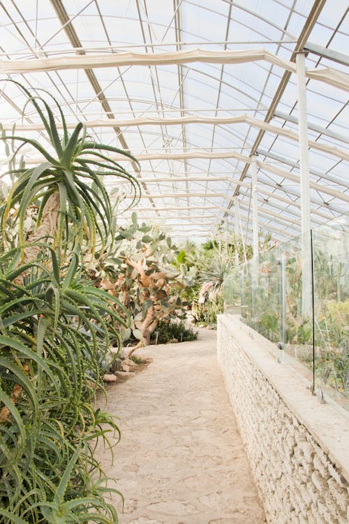 Green House Interior in Perspective and Plants