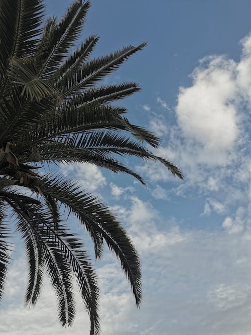 Green Palm Leaves Under a Cloudy Blue Sky 
