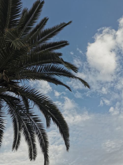 Free A scenic view of palm tree leaves with a bright blue sky and clouds. Stock Photo