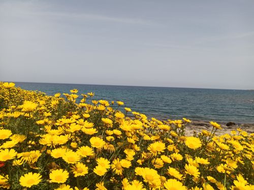Free Vibrant yellow flowers bloom by the tranquil seaside under a clear sky. Stock Photo
