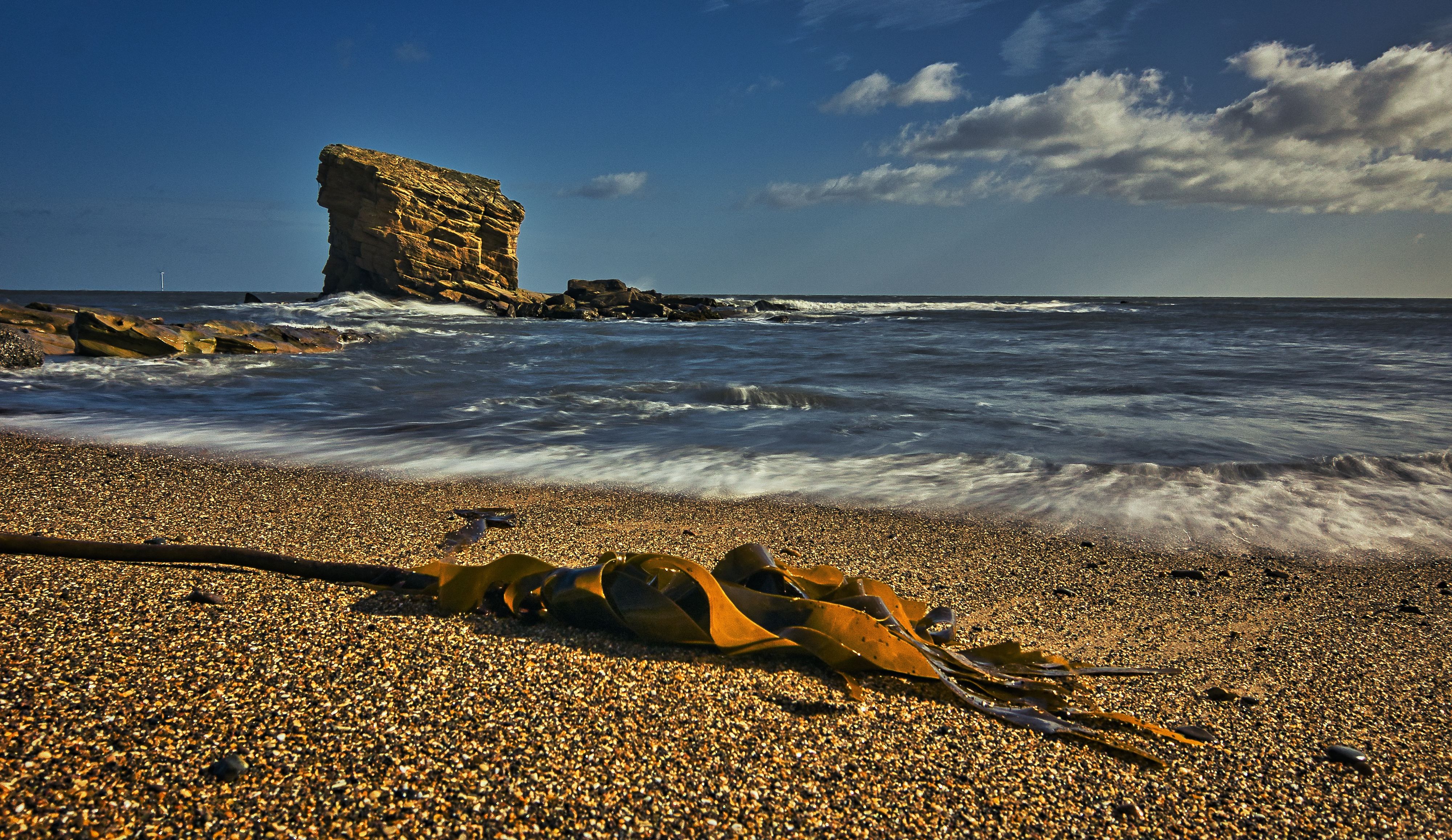Dry Sea Plant on a Beach and Rock Formation in background · Free Stock ...