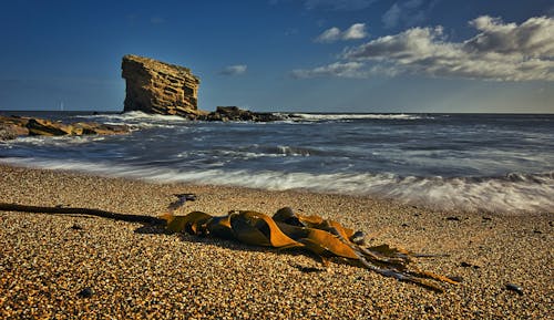 Dry Sea Plant on a Beach and Rock Formation in background