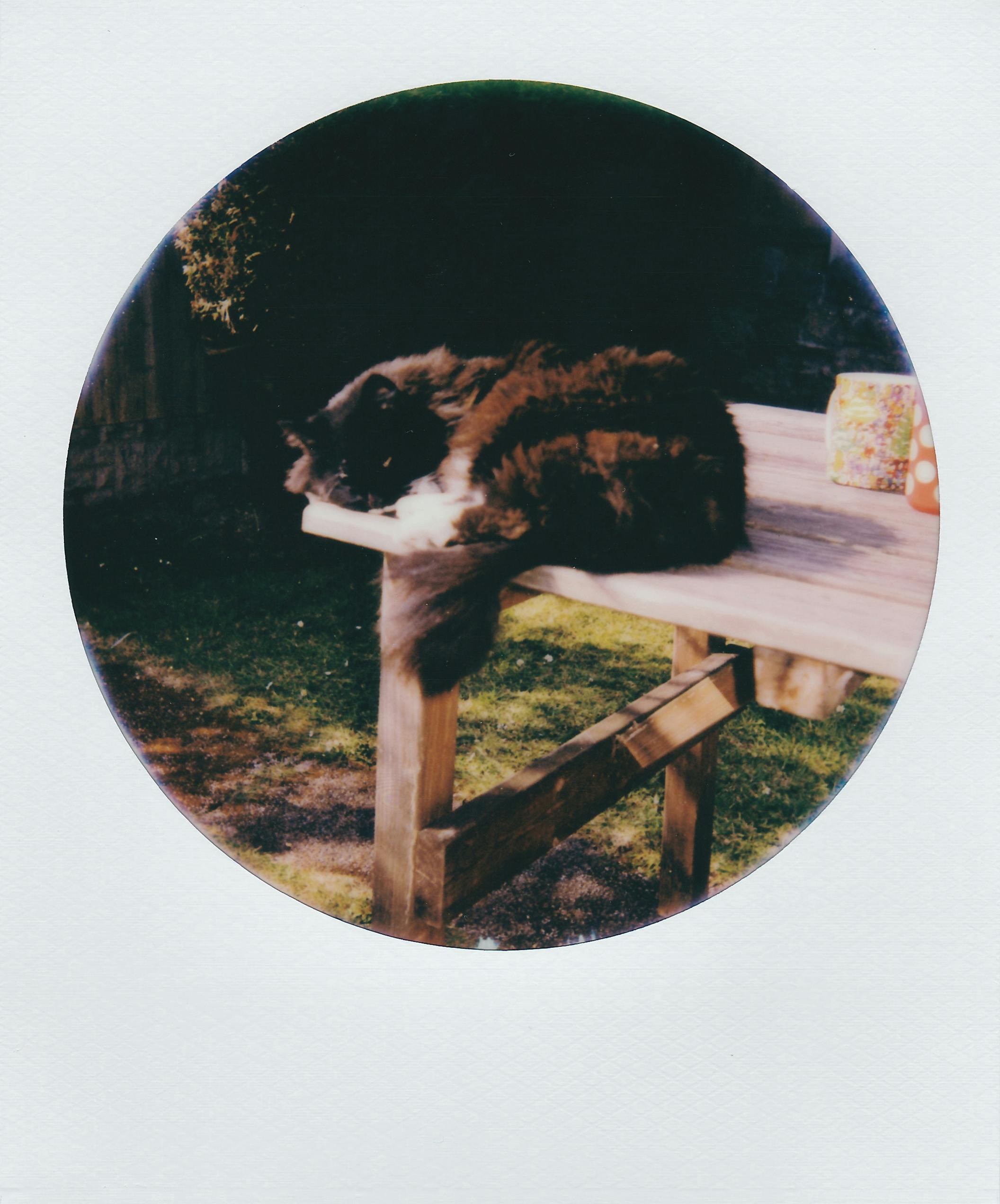 A fluffy black and white cat peacefully sleeping on a wooden garden table in sunlight.