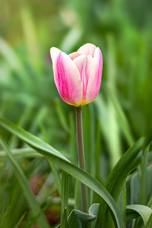 Tulip Growing in Field