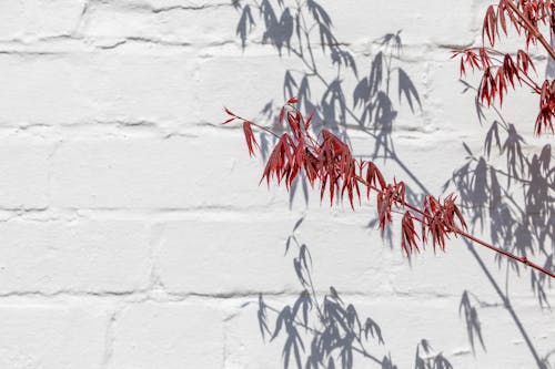 Fotobanka s bezplatnými fotkami na tému biela stena, červené listy, japonský javor