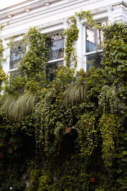 Exterior of white residential house with windows covered with lush green plants located on street of town on summer day