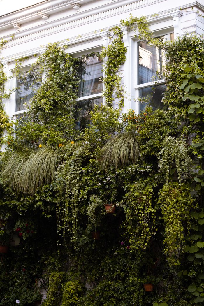 City apartment block softened by wall-climbing greenery