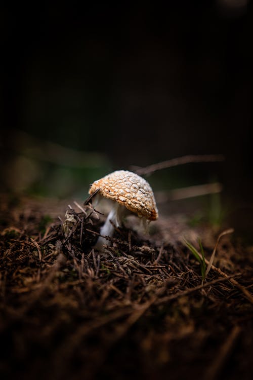 Close-Up Shot of a Mushroom