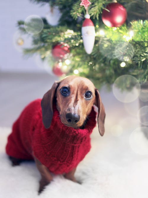 Chien Teckel Portant Un Pull Rouge