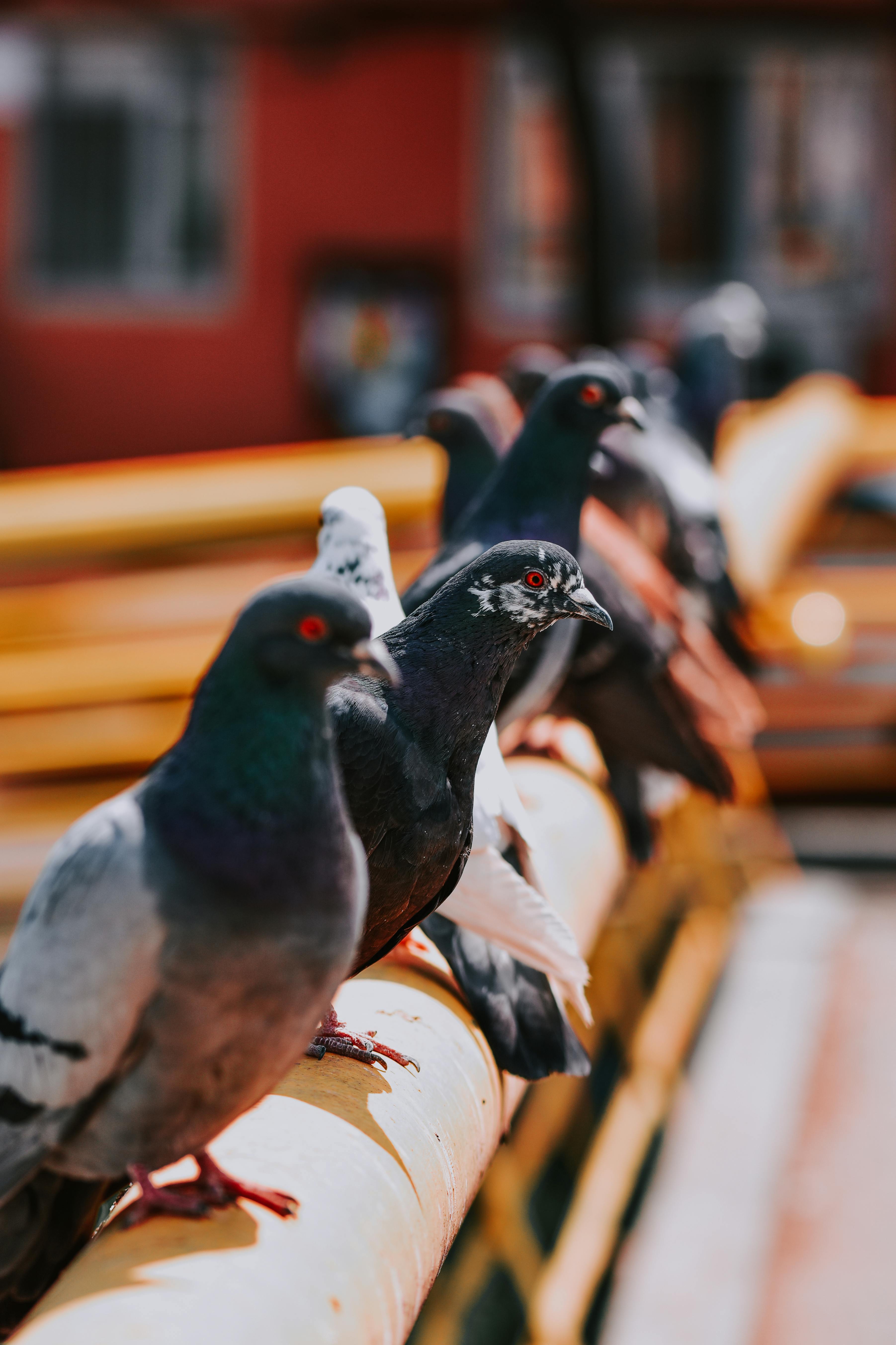 Pigeons Perching on the Railing · Free Stock Photo