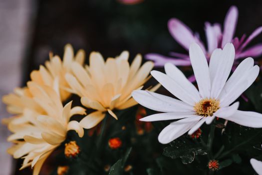 Close-up of vibrant African daisies showcasing yellow and white petals in natural setting.