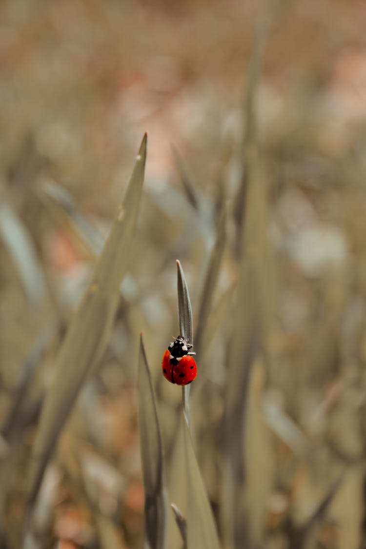 Red Ladybug Sitting On Grass Blades