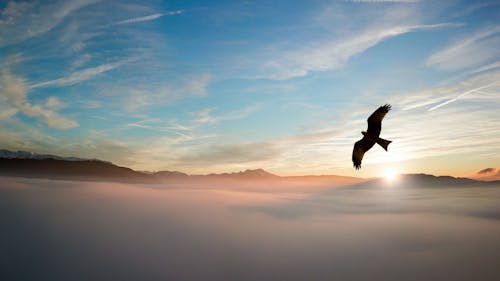 雲の上の鳥のシルエット