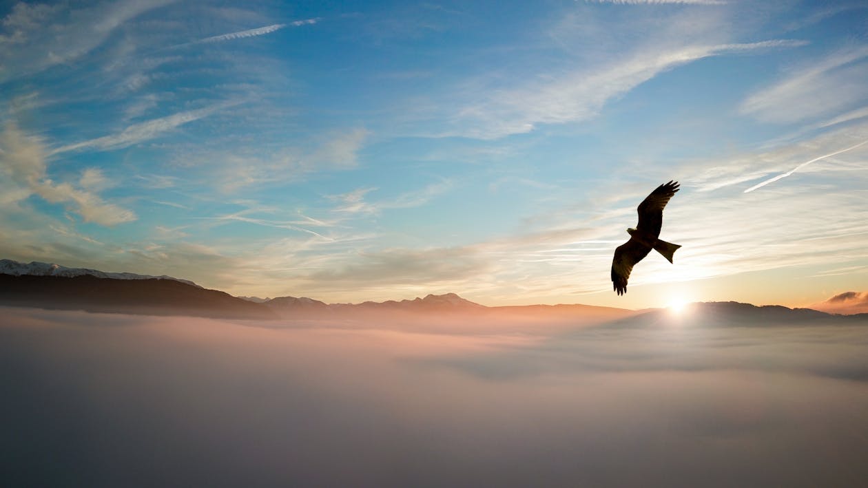 免费 云层上方的鸟的剪影 素材图片