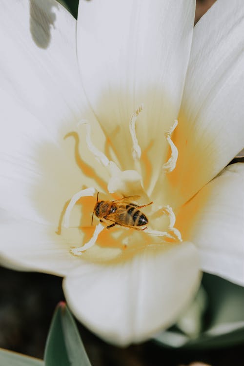 Close-Up Shot of a Bee on a White Flower
