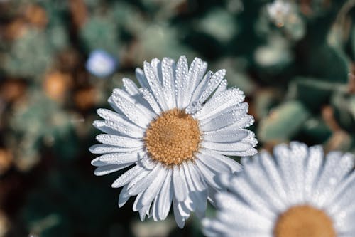 Close-Up Shot of a Chamomile in Bloom