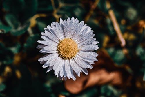 Free Close-Up Shot of a Chamomile in Bloom Stock Photo