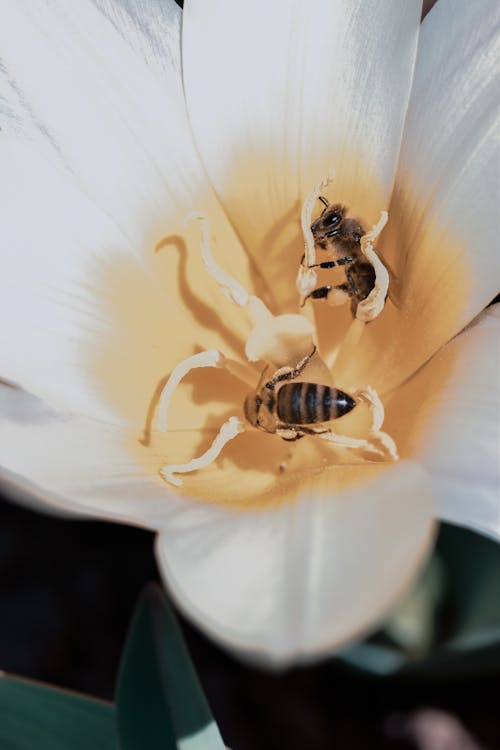 Close-Up Shot of Bees on a White Flower