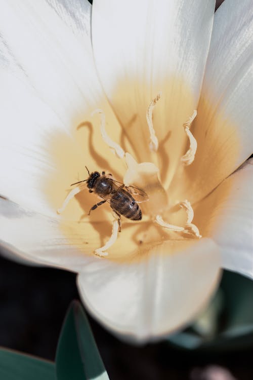 Close-Up Shot of a Bee on a White Flower