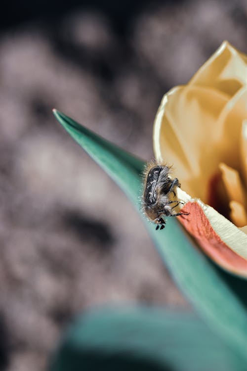 คลังภาพถ่ายฟรี ของ กลีบดอก, การถ่ายภาพแมลง, ความชัดลึก