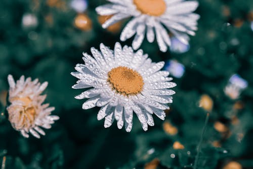 Close-Up Shot of a Chamomile in Bloom