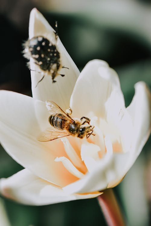 Gratuit Imagine de stoc gratuită din albină, close-up extrem, floare Fotografie de stoc