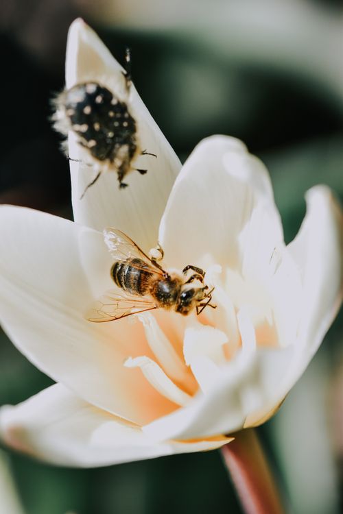 Free A close-up shot of a bee on a white flower, highlighting nature's intricate beauty. Stock Photo