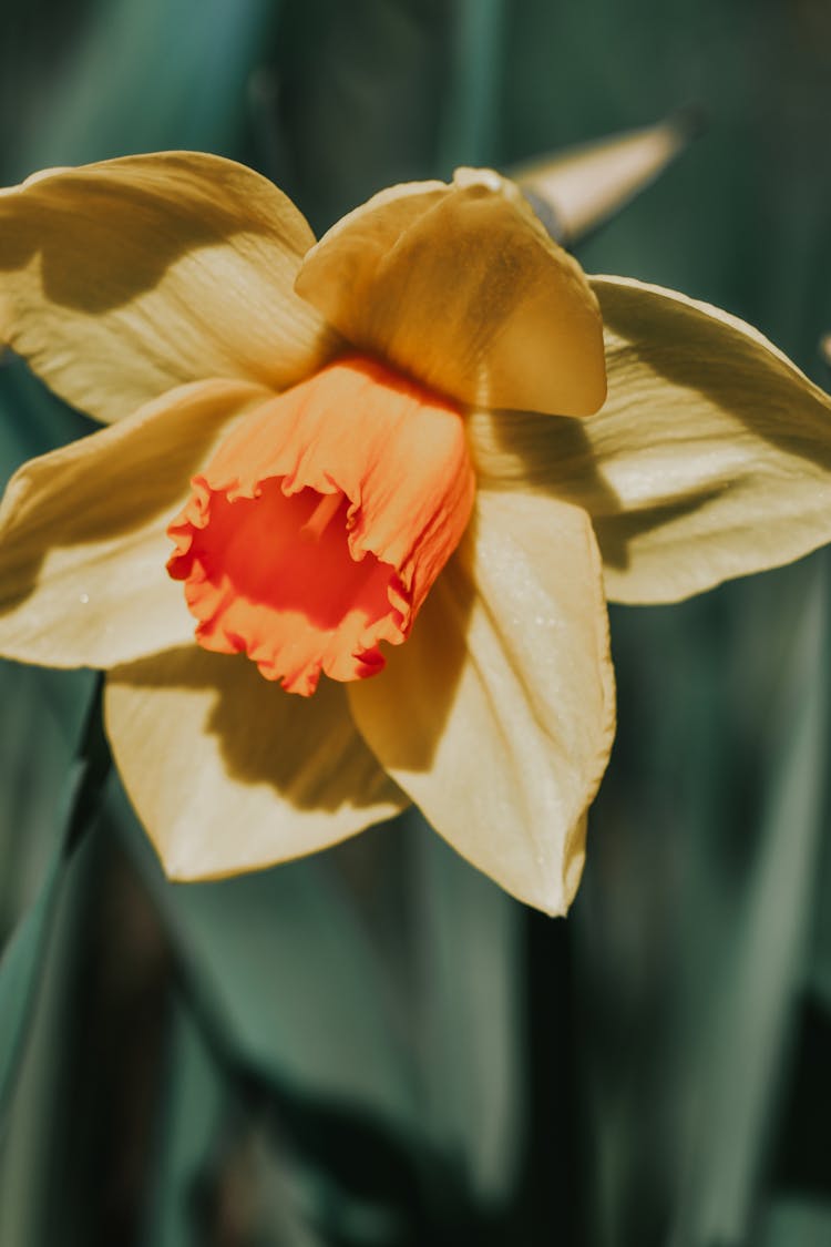 Macro Shot Of A Daffodil In Bloom